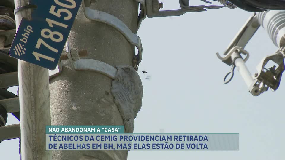 Moradores do bairro Funcionários, em BH, temem ataques de abelhas e esperam nova intervenção