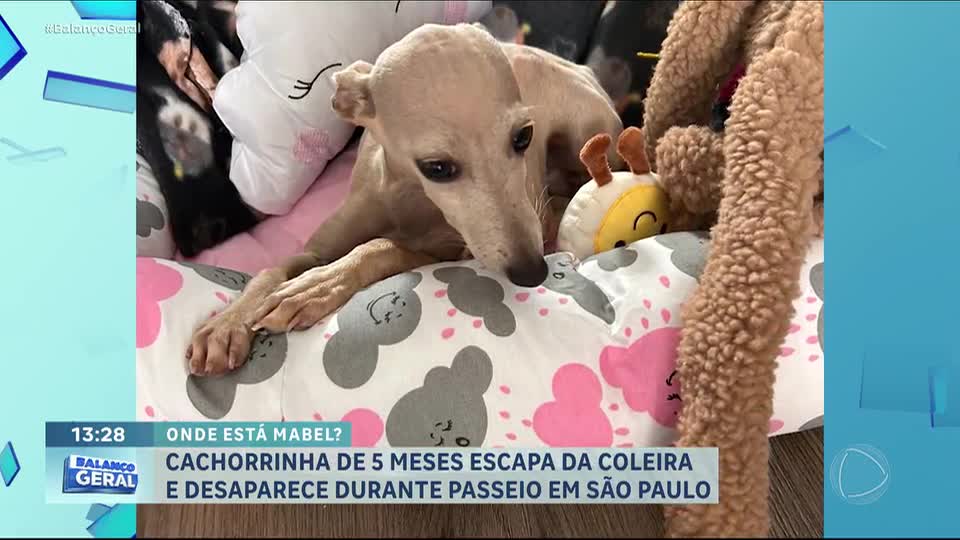 Cachorrinha de 5 meses desaparece após escapar da coleira durante passeio em SP