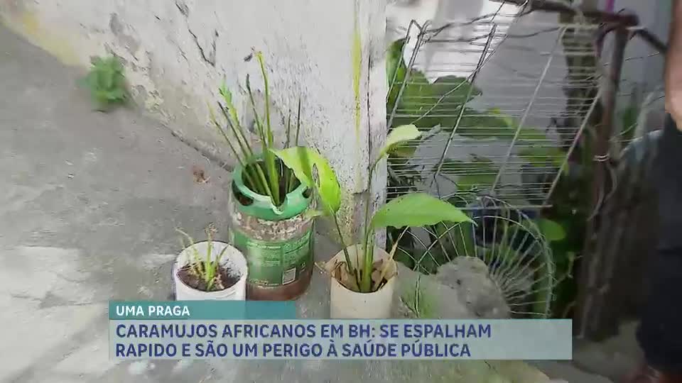 Infestação de caramujos africanos preocupa moradores na região Noroeste de BH