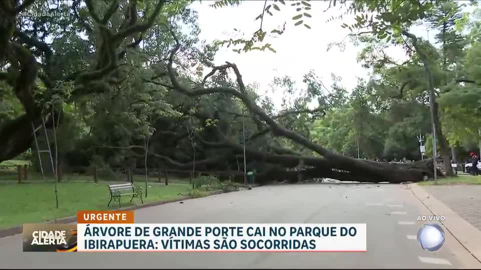 Mulher sofre traumatismo craniano após ser atingida por árvore que caiu no Parque Ibirapuera, em SP