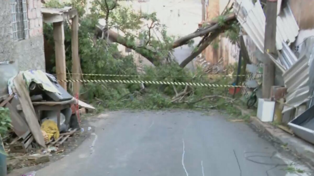 Queda de árvore destrói telhados e deixa moradores sem luz em Belo Horizonte