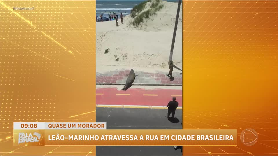 Leão-marinho atravessa avenida em Tramandaí (RS) e chama atenção de turistas e moradores