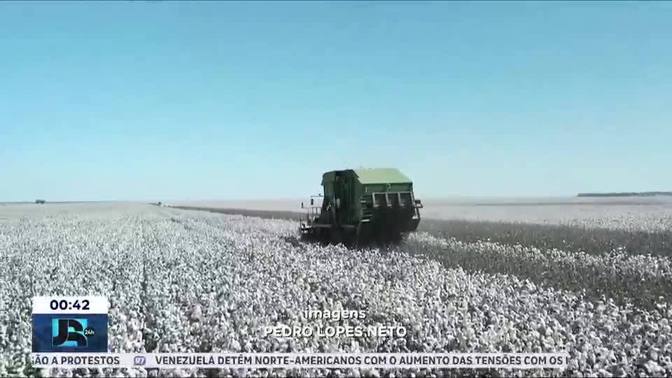 Brasil se torna o maior exportador de algodão e fortalece produção no interior da Bahia