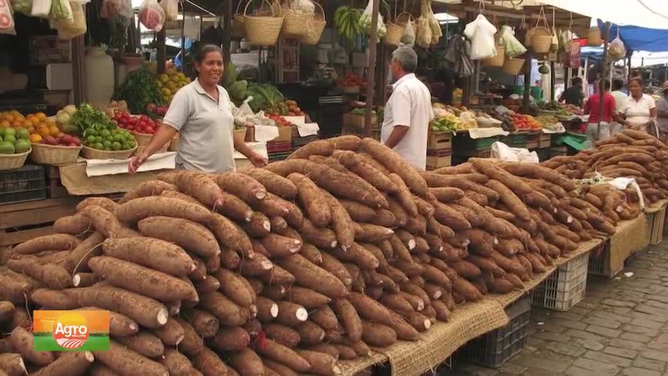 Produção de mandioca é pilar da agricultura familiar e garante sustento em Pirenópolis (GO)