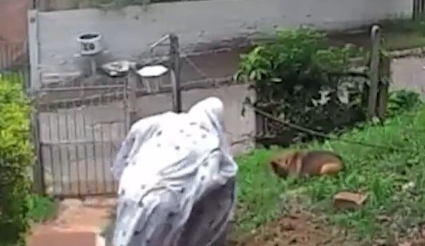 Mulher usa cobertor e o próprio corpo para salvar cachorro de ataque de abelhas