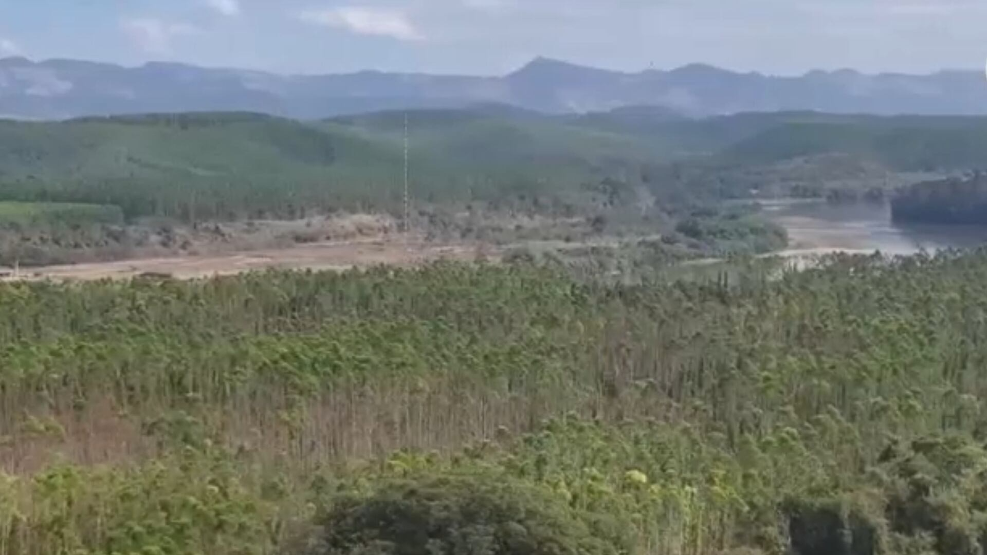 Árvores funcionam como esponjas no sequestro de carbono