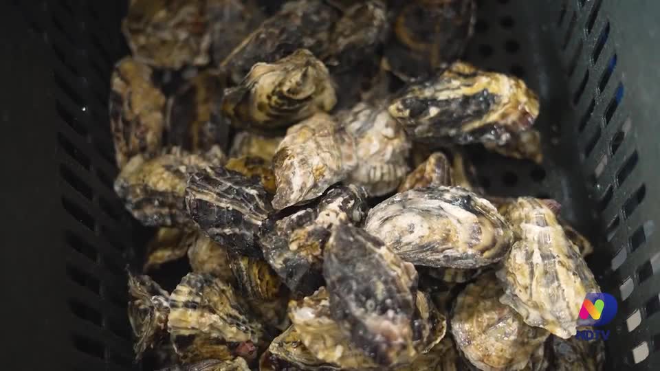 Florianópolis é o maior produtor de ostras do Brasil