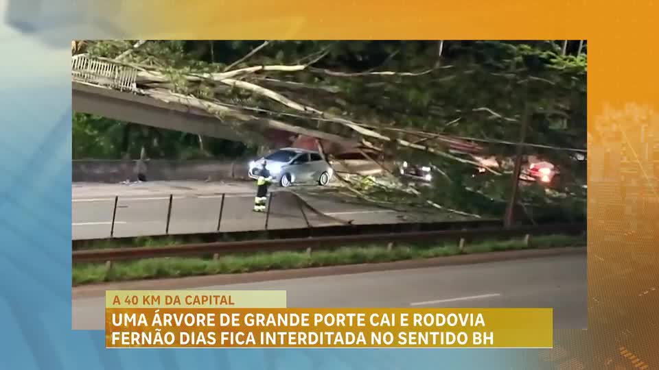 Árvore de grande porte cai e rodovia Fernão Dias fica interditada em Minas Gerais
