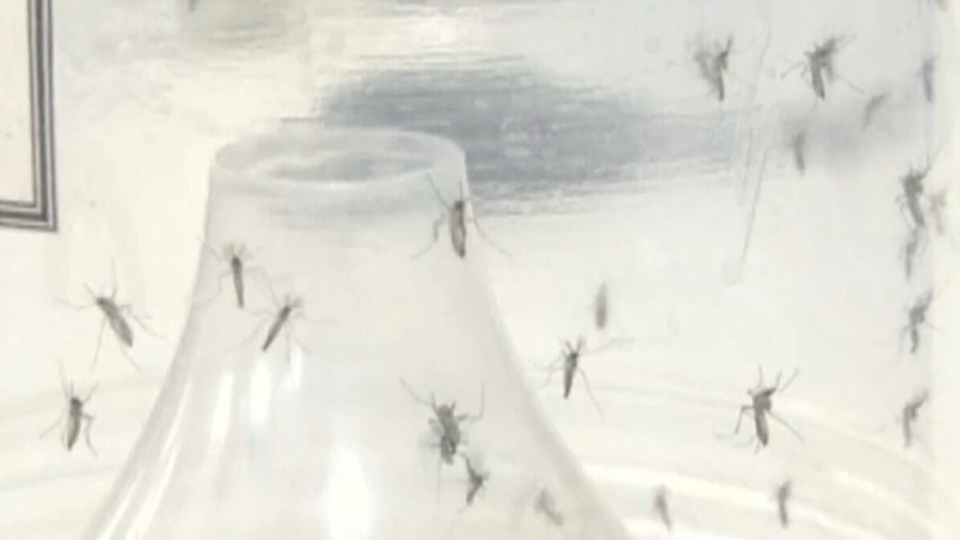 Dengue: zonas norte e oeste do Rio lideram ranking de denúncias para vistoria contra mosquitos