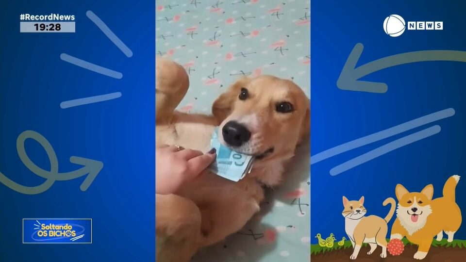 Assista a íntegra do 'Soltando os Bichos' deste domingo (4)