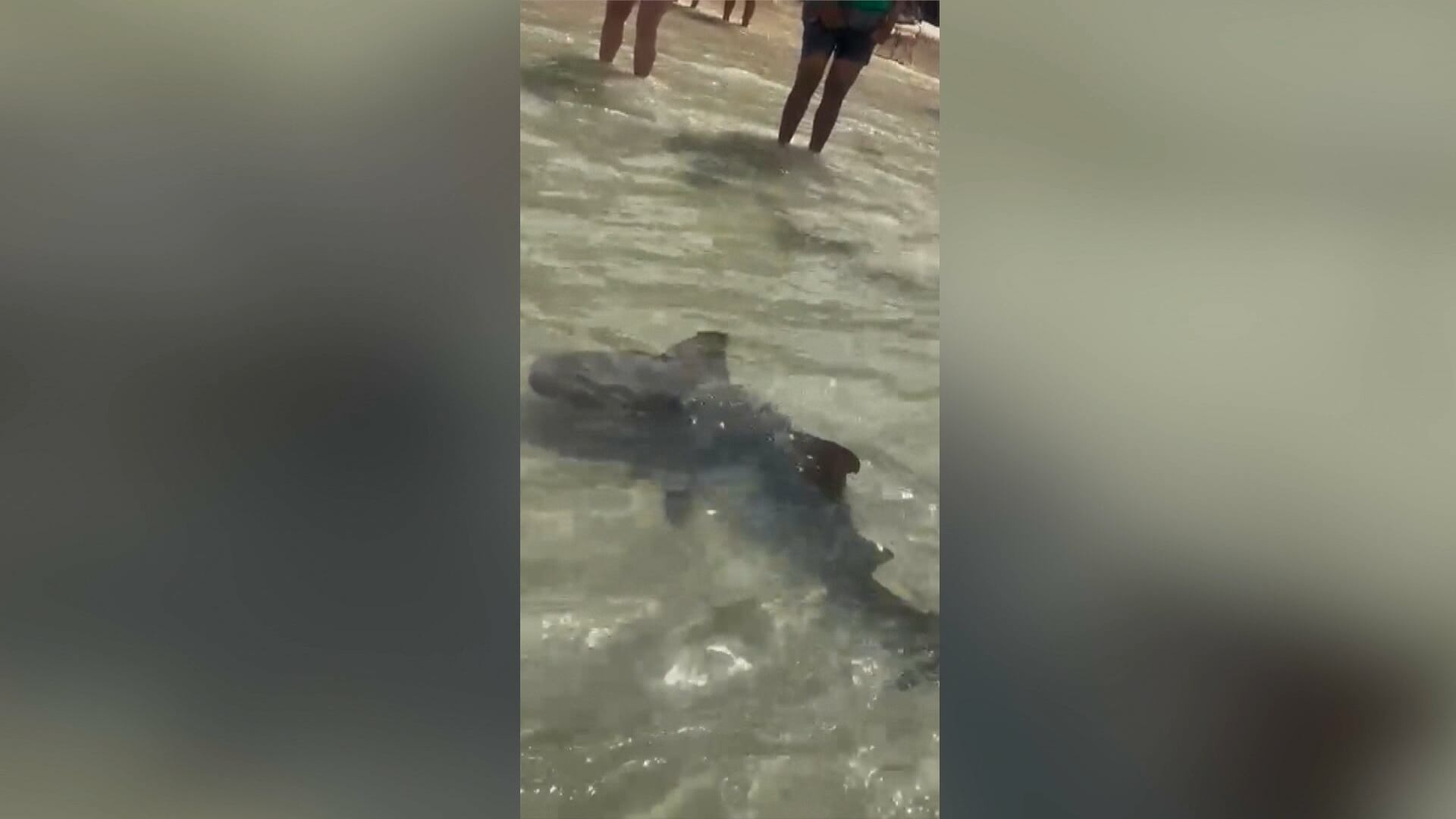 Tubarão nada perto da faixa de areia e de banhistas