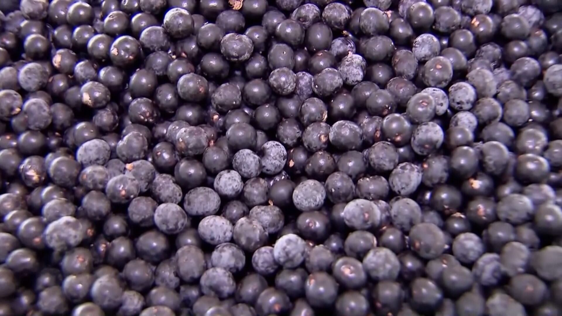 Pará se consolida como maior produtor de açaí no Brasil