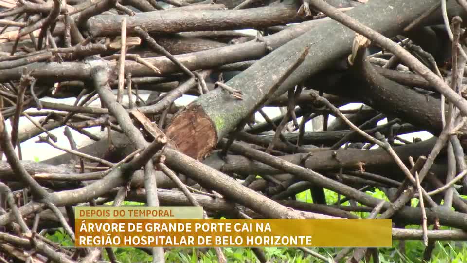 Bombeiros atenderam mais de 50 chamados de quedas de árvores na Grande BH