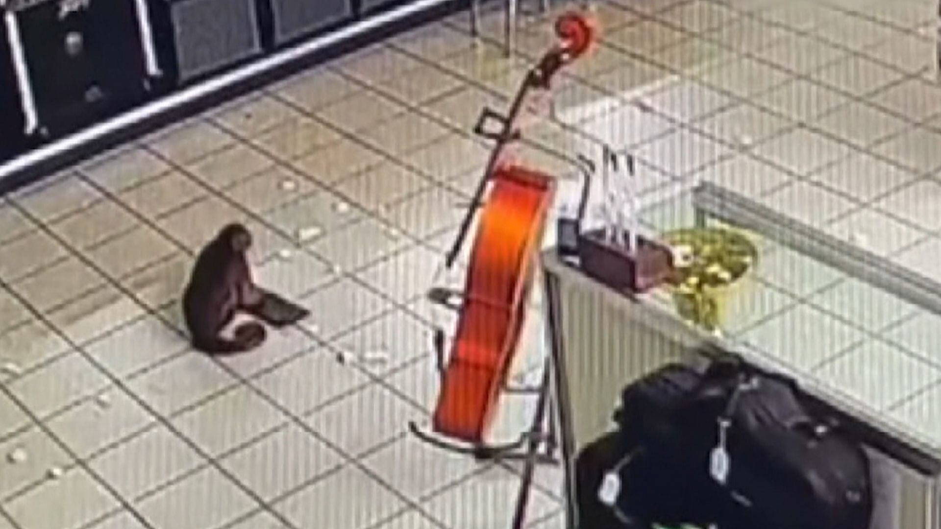 Macaco-prego invade loja nos EUA e causa confusão