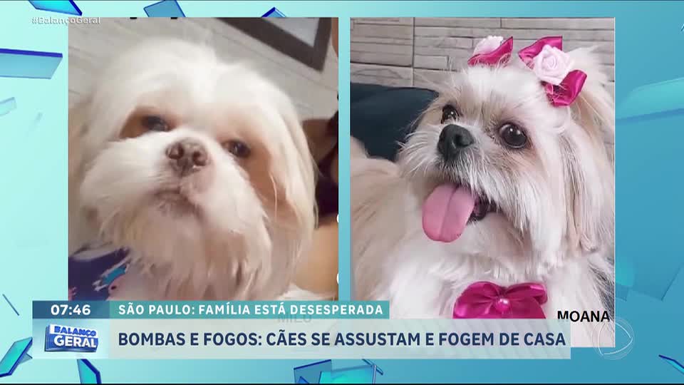 Cães se assustam e fogem durante a queima de fogos na passagem de ano