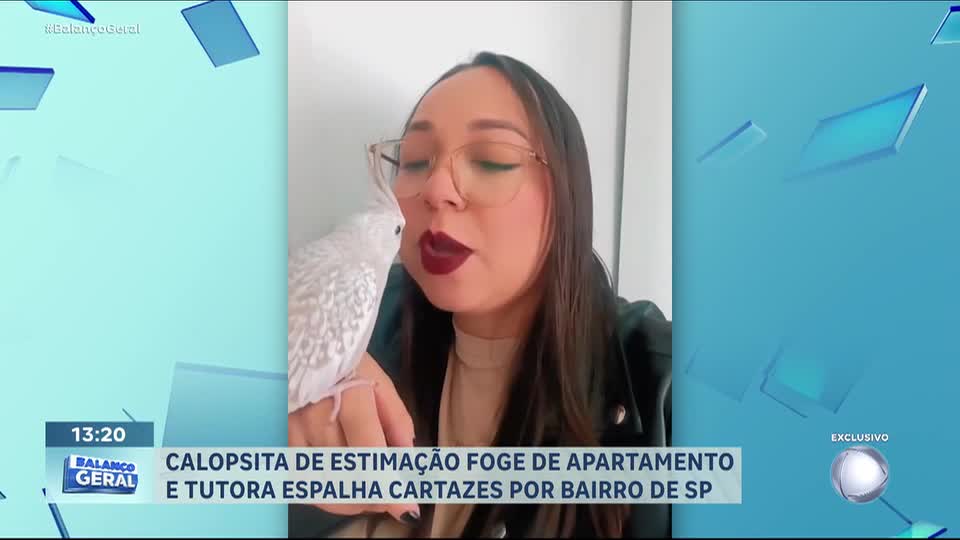 Tutora oferece recompensa para encontrar calopsita que fugiu