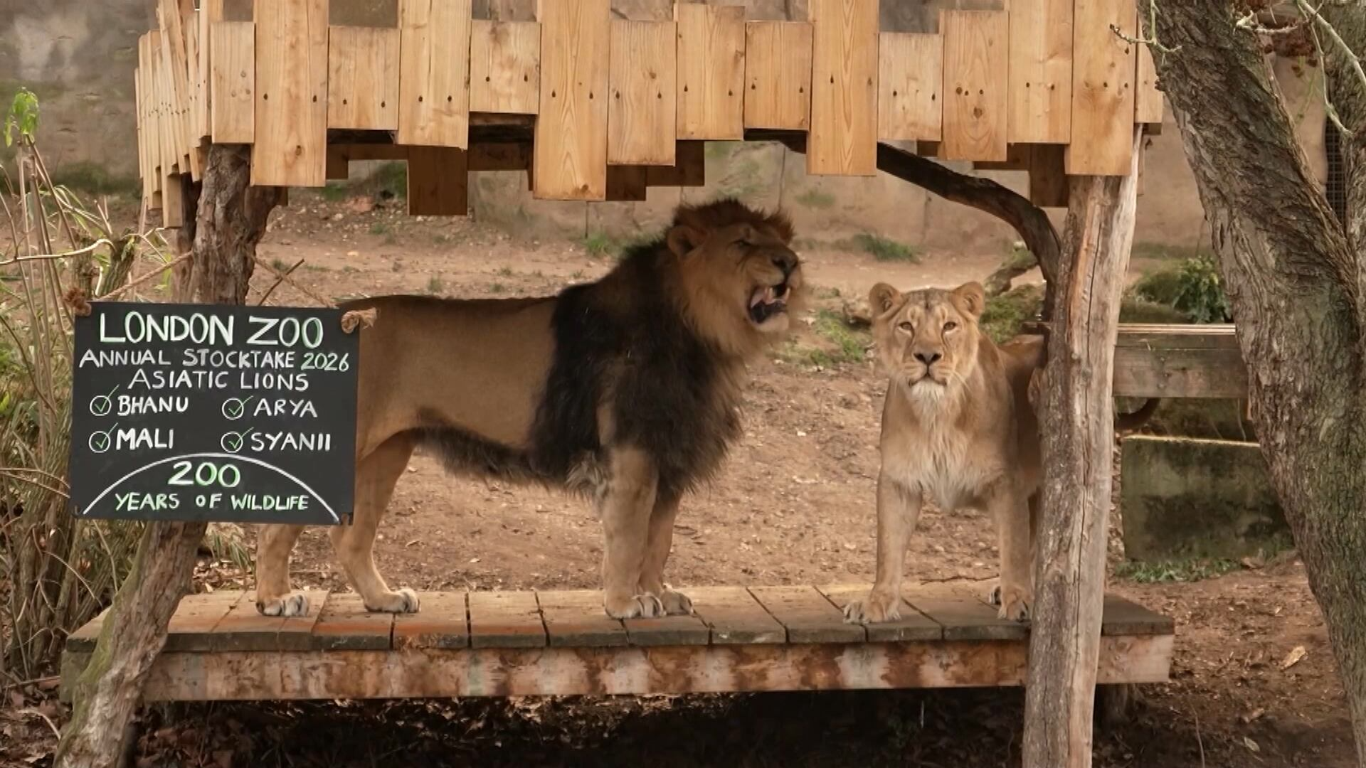 Zoológico de Londres realiza tradicional contagem de animais