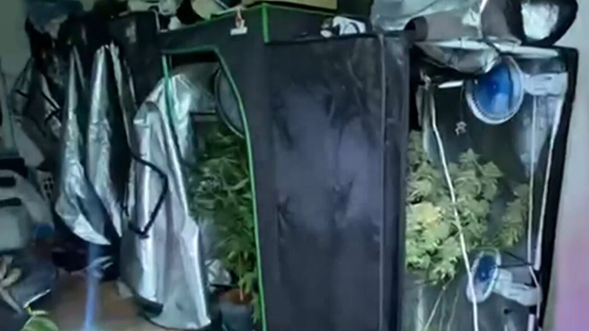 Polícia Civil descobre estufa de skank e prende homem em Quintino, zona norte do Rio