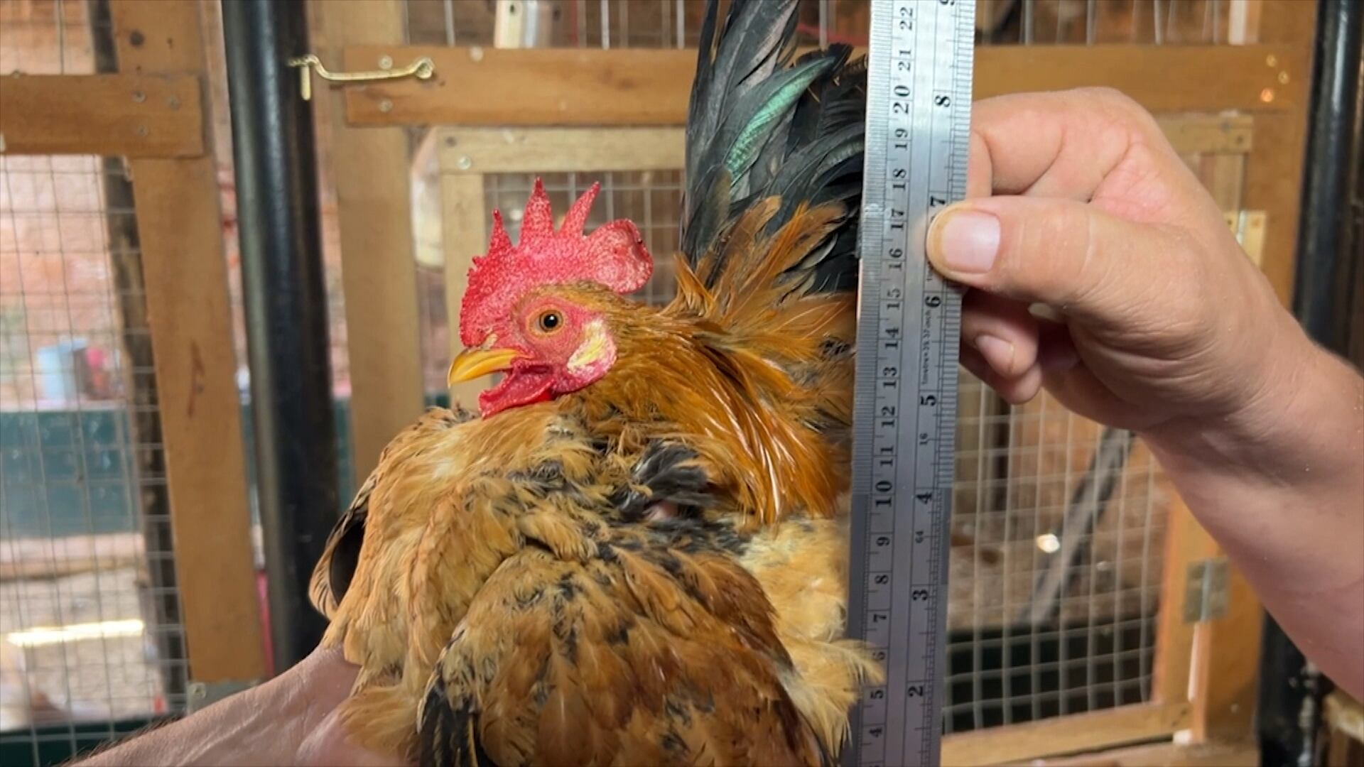 Conheça a menor raça de galinha do mundo