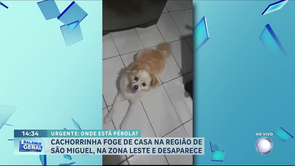 Família procura cachorra desaparecida na zona leste de São Paulo