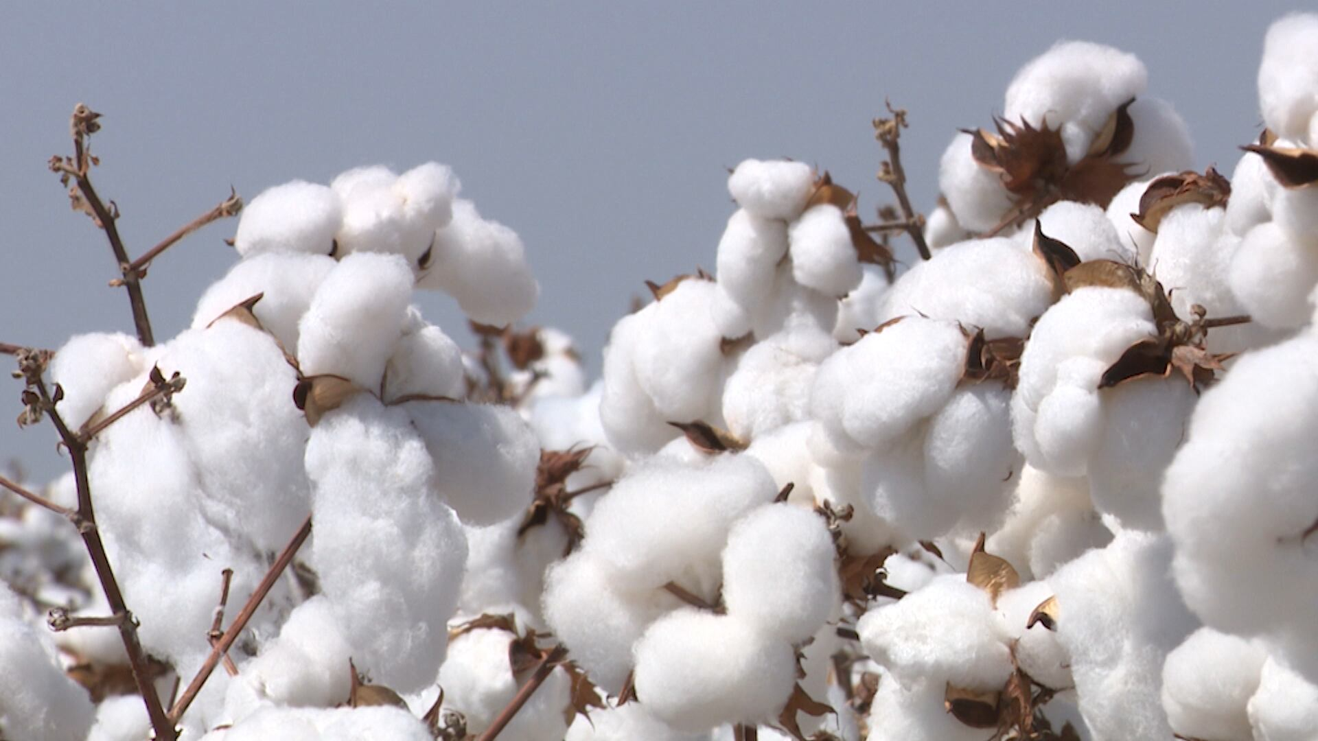 Brasil deve manter o protagonismo mundial no mercado de algodão