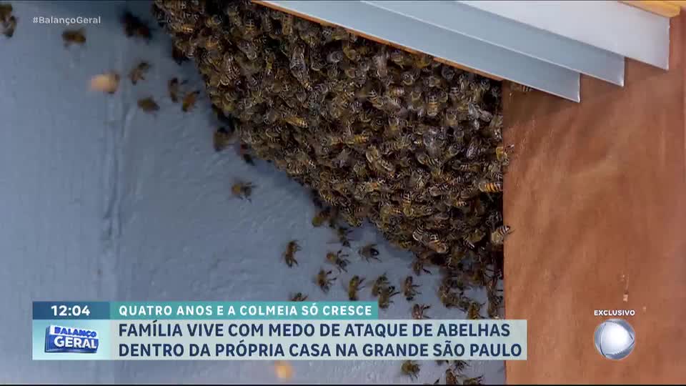 Colmeias de abelhas em telhado de casa atormentam família em Taboão da Serra (SP)