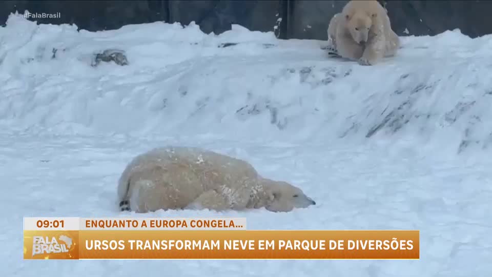 Filhotes de urso polar brincam na neve e transformam zoológico húngaro em parque de diversões