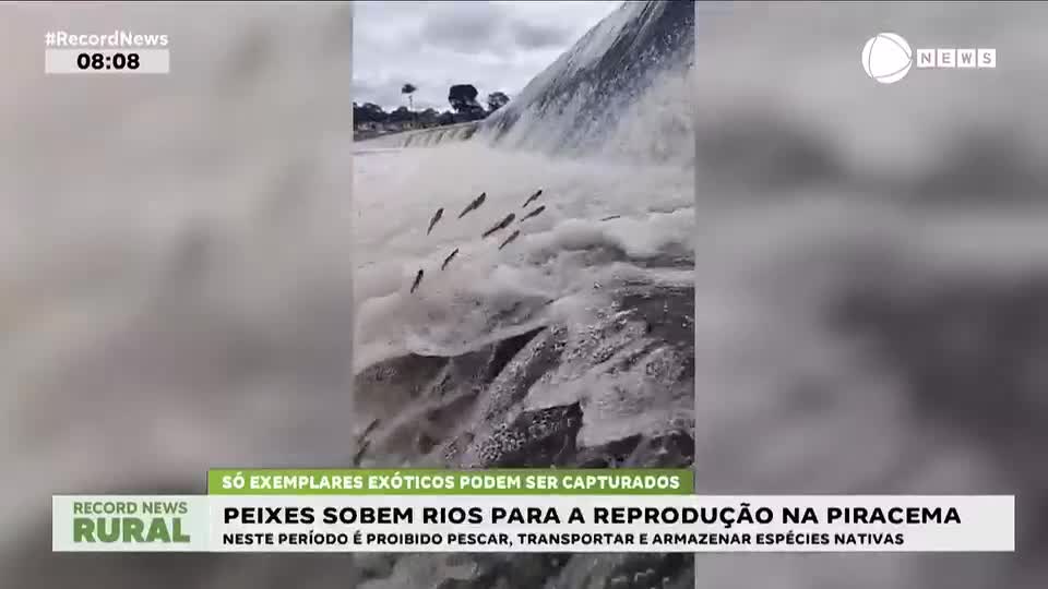 Peixes sobem rio para reprodução na piracema
