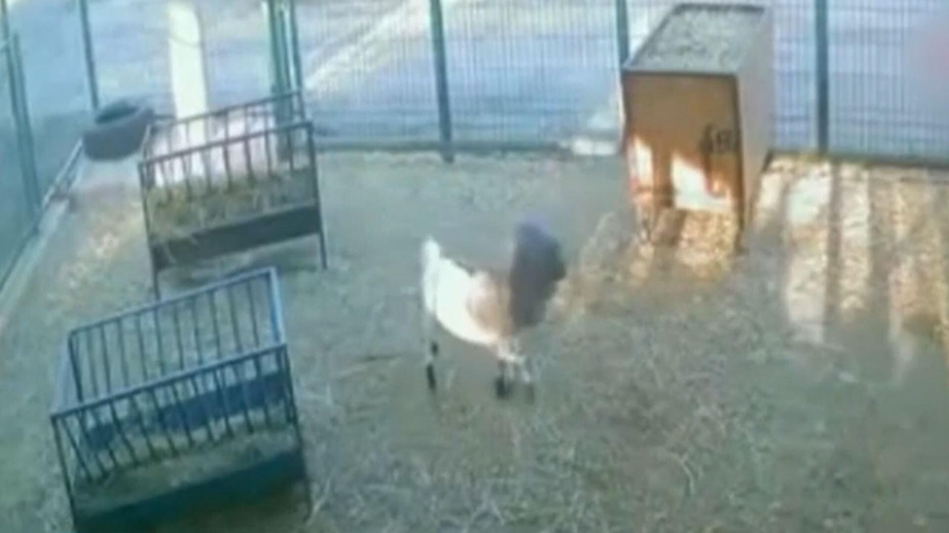 Animal fica com sacola presa na cabeça e causa confusão