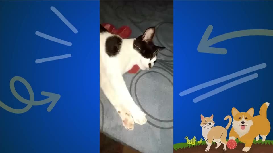 Animais de estimação protagonizam momentos hilários no 'Soltando os Bichos'