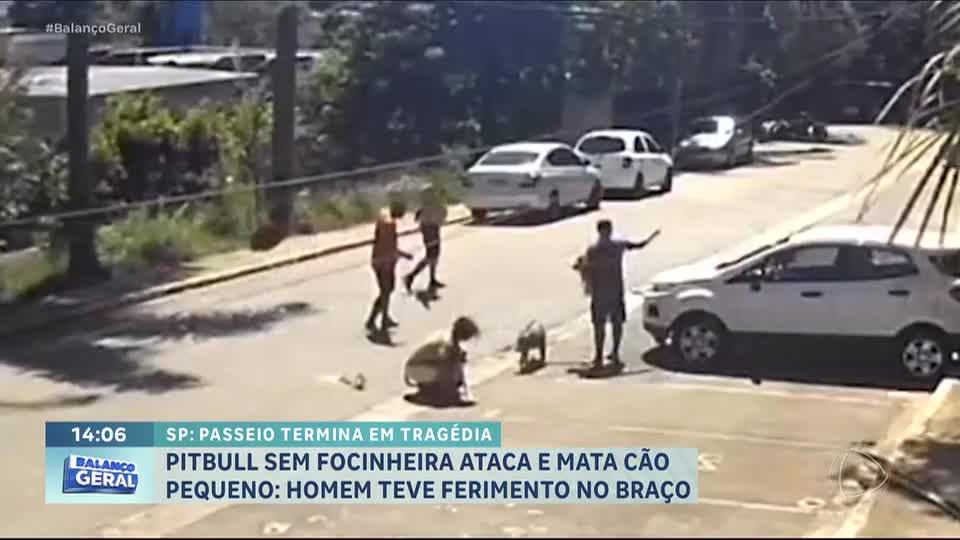 Ataque de pitbull sem focinheira deixa um cão morto e homem ferido em SP