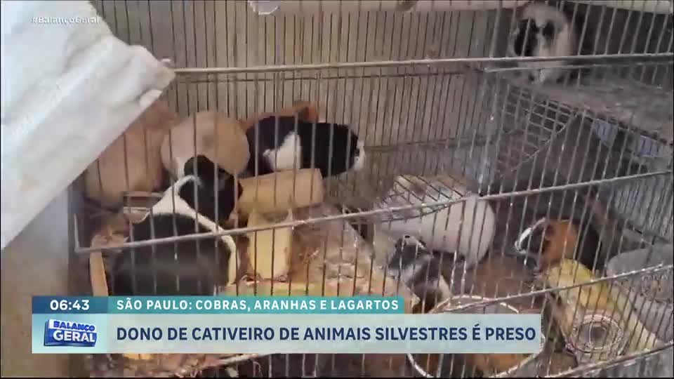 Policial finge ser comprador e descobre esquema de venda de animais silvestres em São Paulo