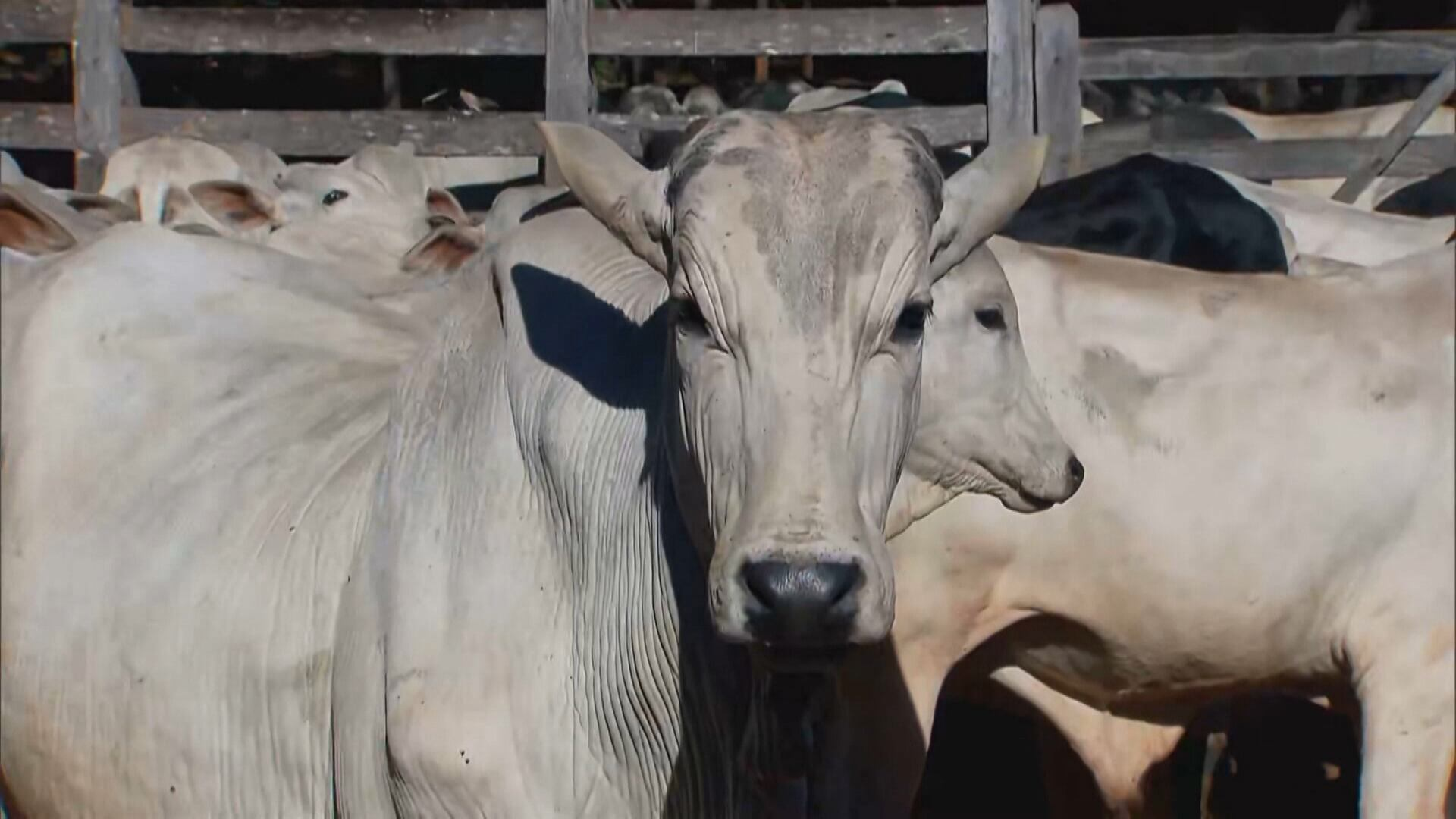 Brasil aumenta o número de frigoríficos autorizados a exportar carne bovina ao Vietnã