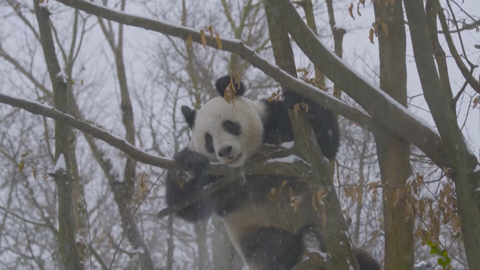 Animais transferidos da China se adaptam ao frio europeu