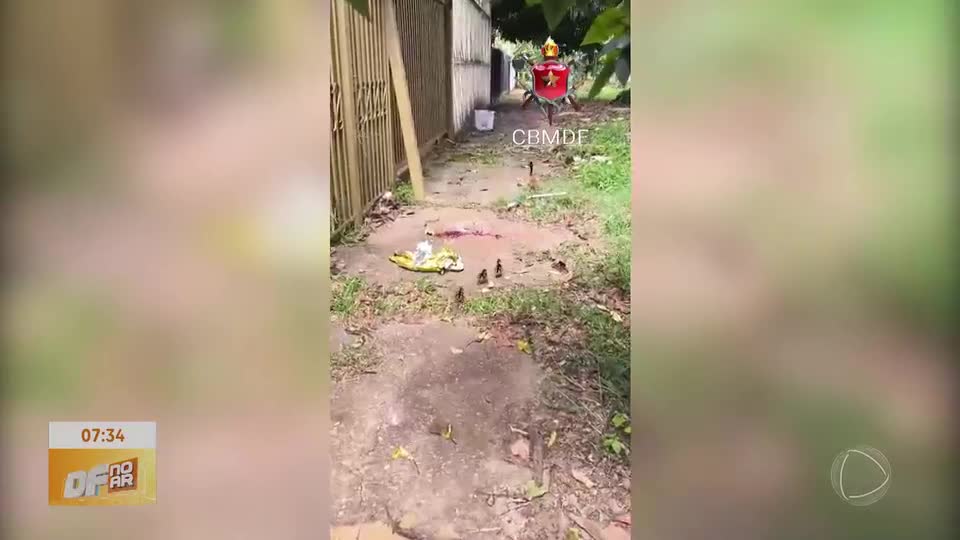 Bombeiros resgatam irerê e filhotes na Asa Norte (DF)