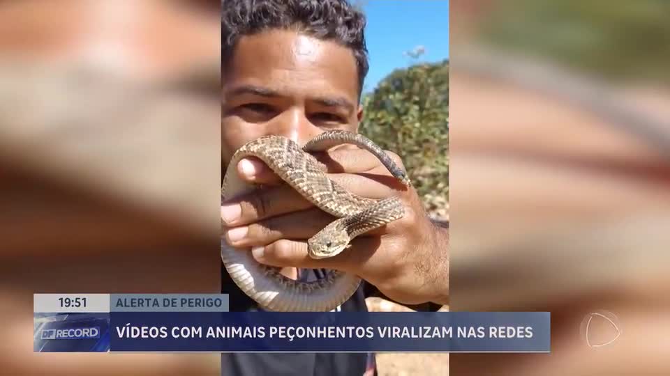 Vídeos com animais peçonhentos viralizam nas redes