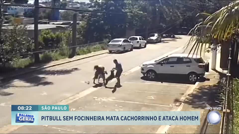 Pitbull sem focinheira ataca e mata cão menor na zona sul de São Paulo
