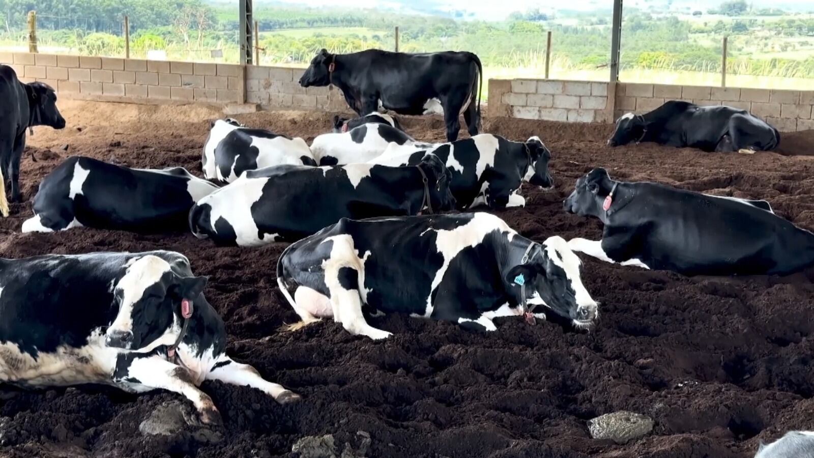 Manejo sanitário: higiene e limpeza são itens necessários para bem-estar animal