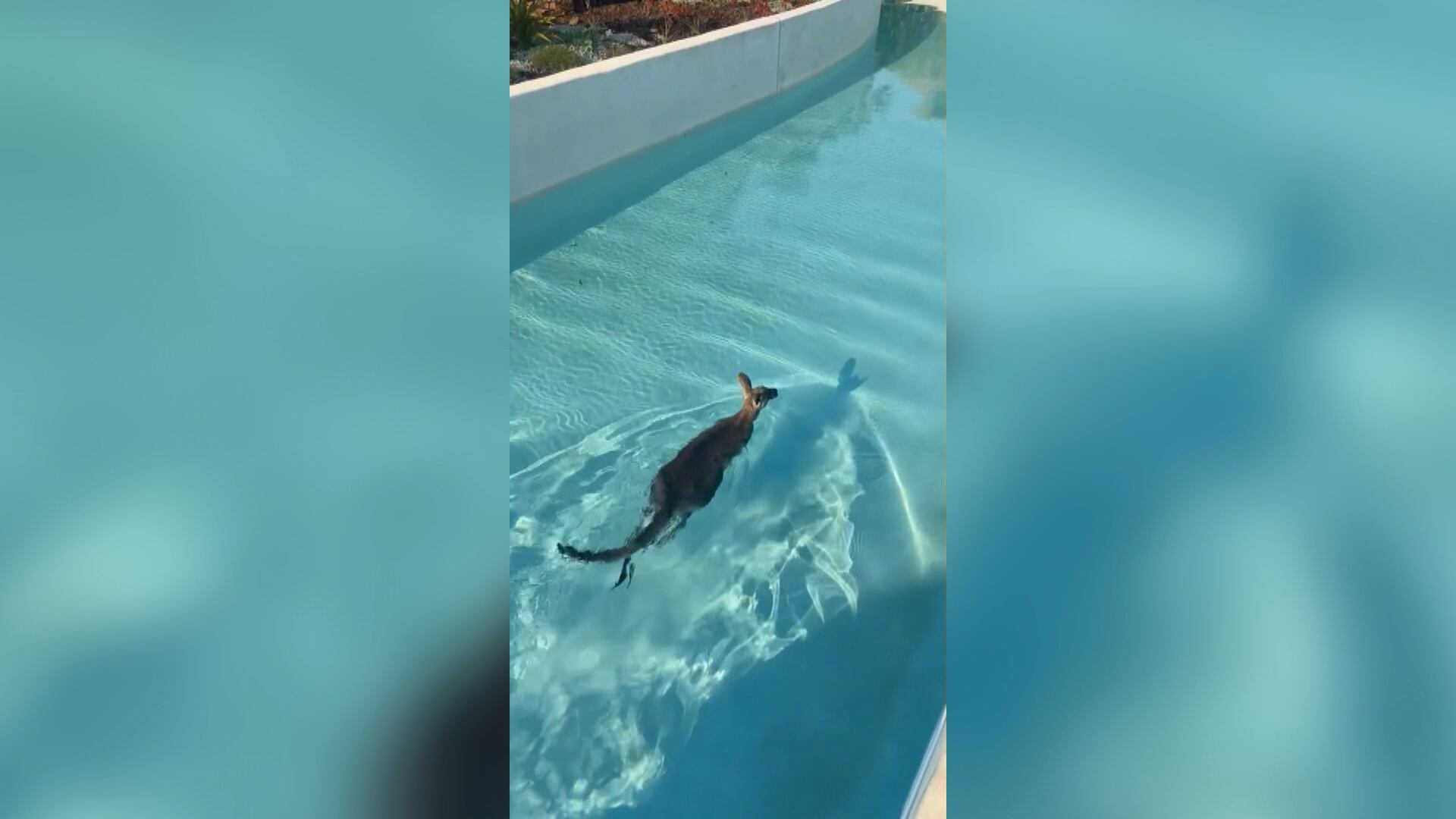 Canguru pula em piscina de parque temático na Austrália