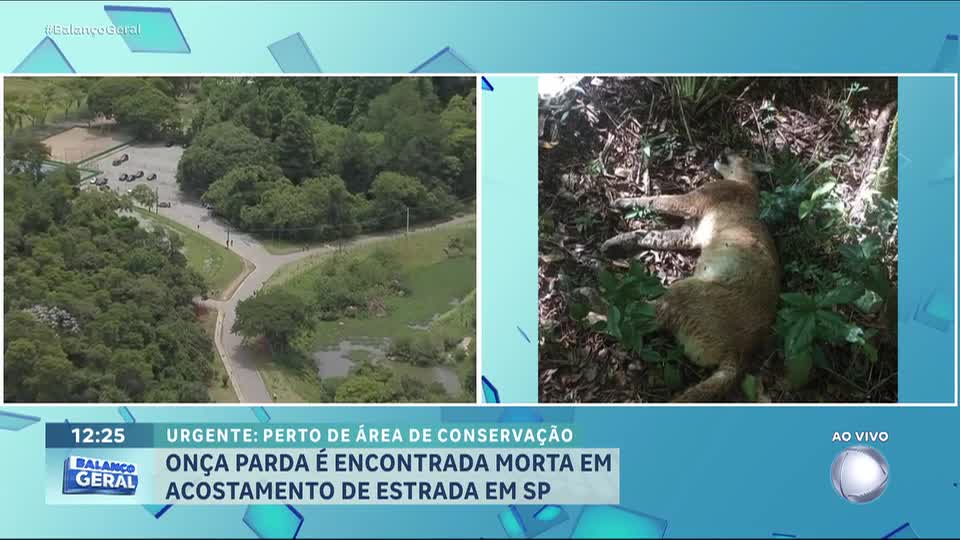 Filhote de onça-parda é encontrado morto na Serra da Cantareira, em São Paulo
