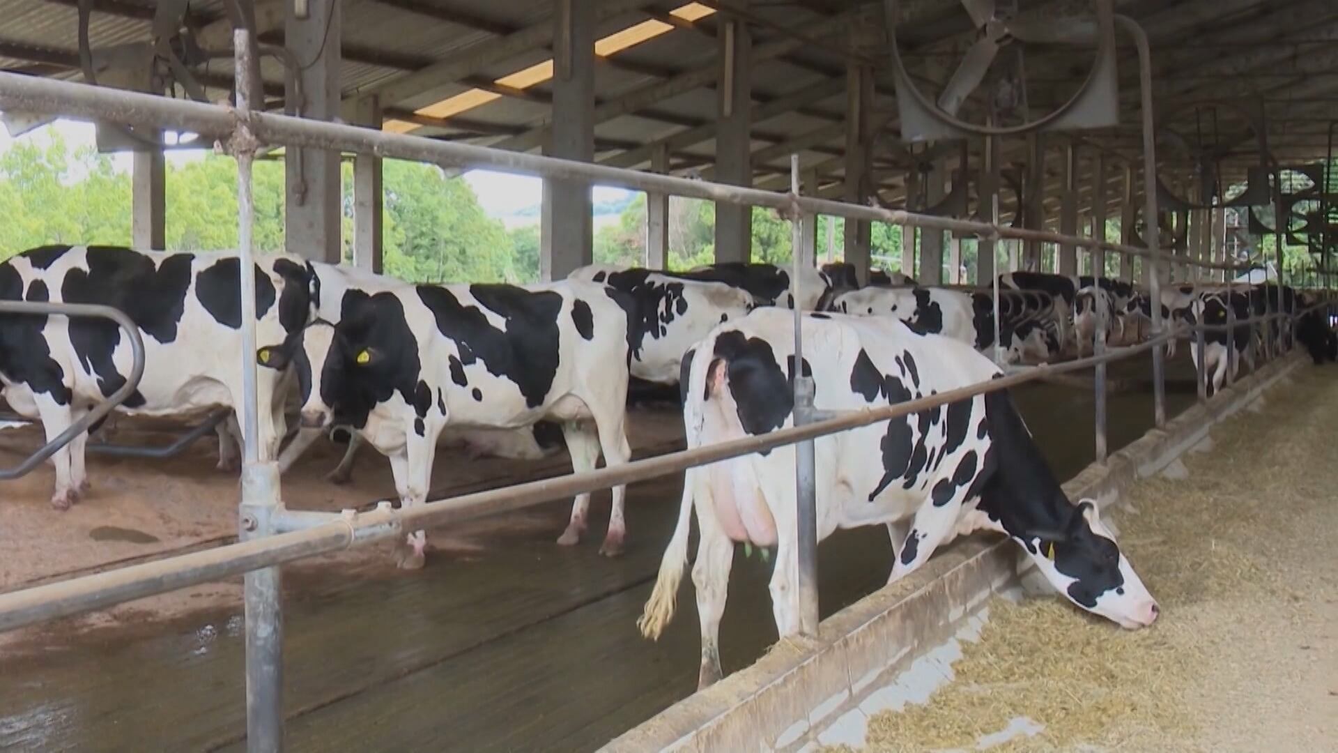Preços da carne bovina se mantêm firmes no início do ano
