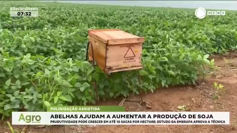 Abelhas ajudam a aumentar produção de soja