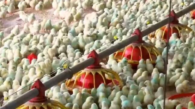 Frigorífico de aves incentiva a agricultura familiar