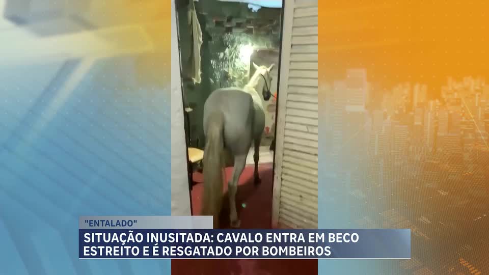 Cavalo entra em beco estreito e é resgatado por bombeiros na Grande BH 