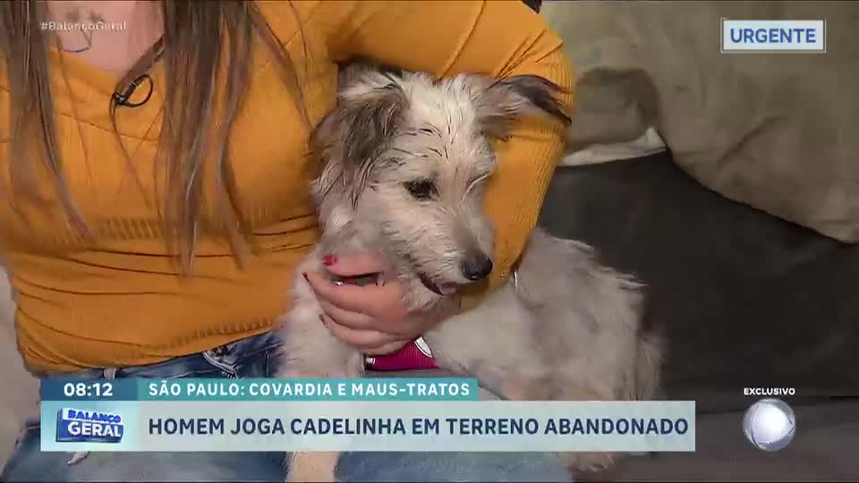 Homem joga cadelinha sobre muro e a abandona em terreno baldio em São Paulo