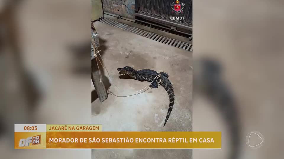 Morador encontra Jacaré dentro de casa em São Sebastião (DF)