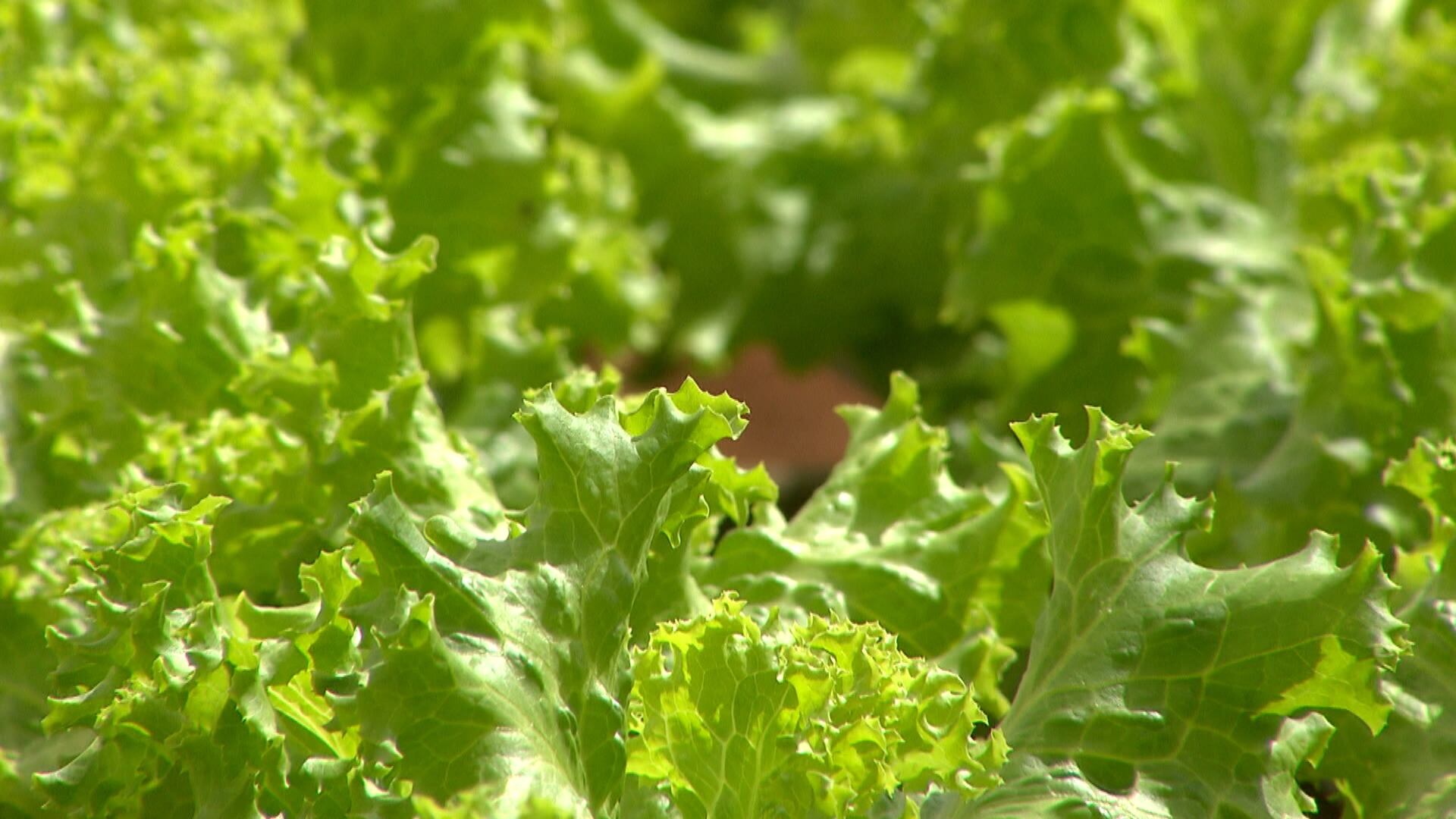 São Paulo é o maior produtor de alface do Brasil