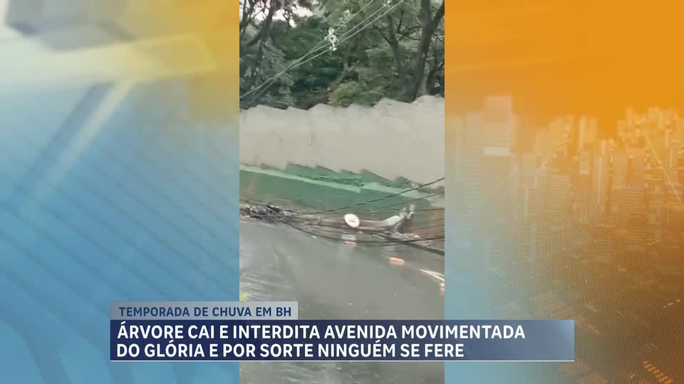 Chuva em BH: árvore cai e interdita avenida movimentada na região Noroeste