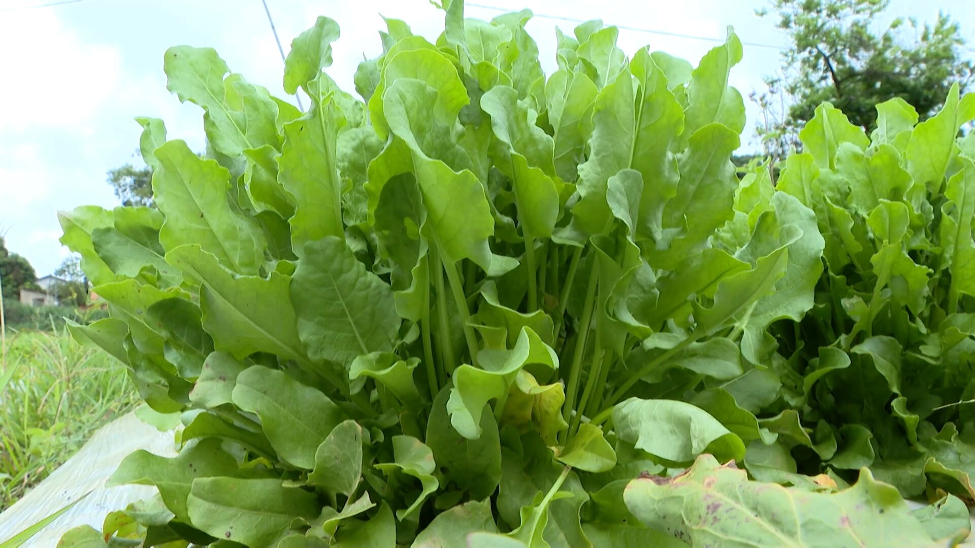Rúcula-limão é cultivada na região metropolitana de Goiânia
