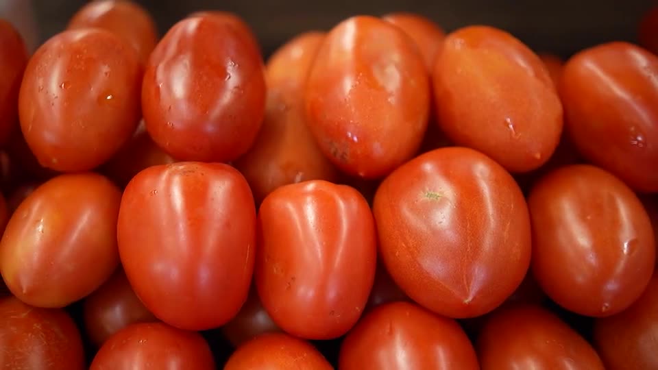 Vilão ou bonzinho? Produção de tomate traz histórias de superação e associação ao uso de agrotóxico